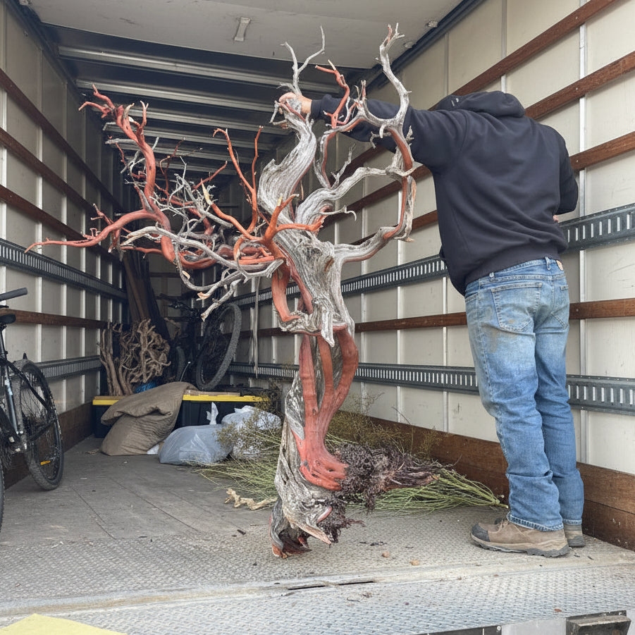Large decorative manzanita branch sculpture