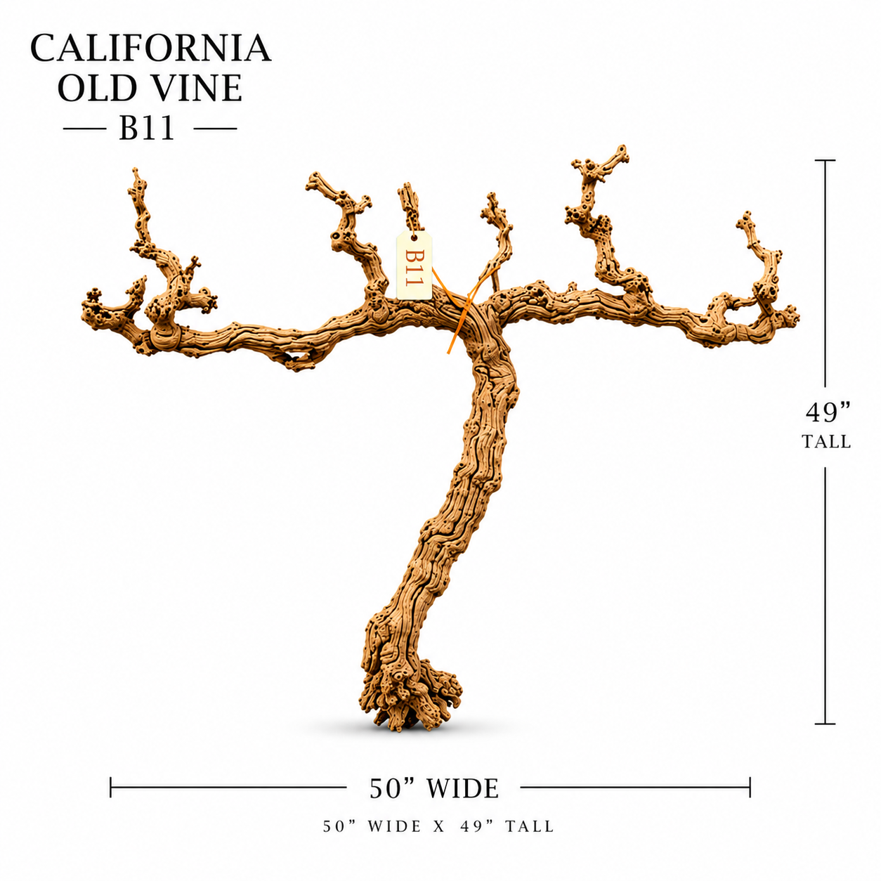 California Old Grapevine B11