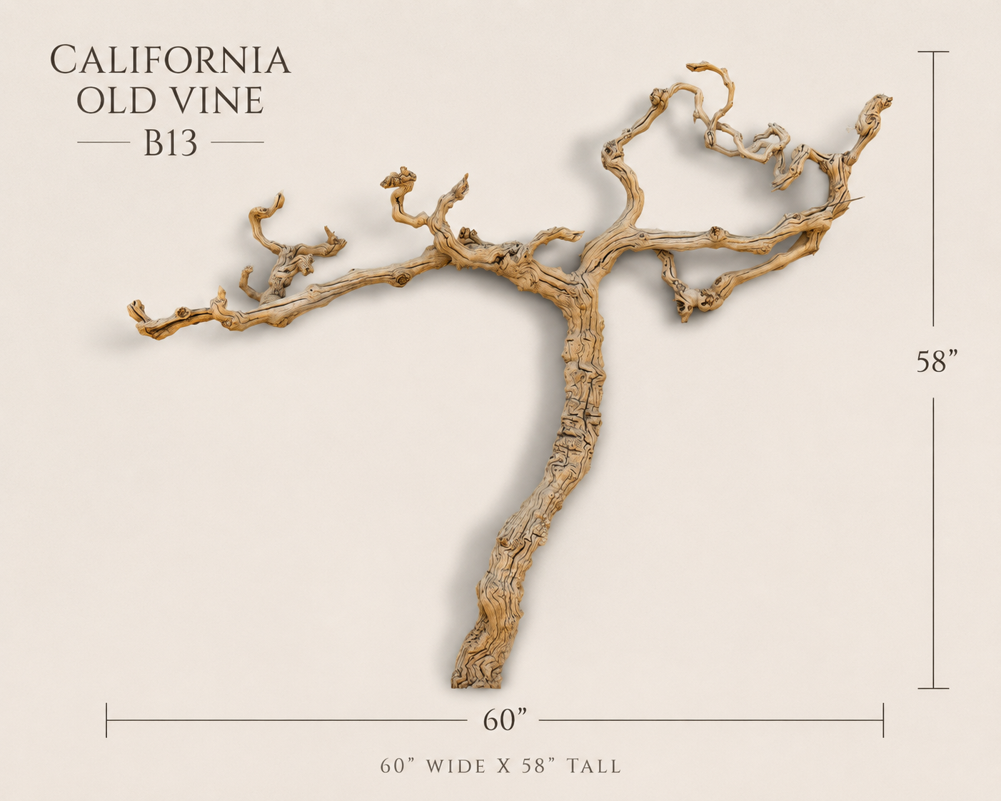 California Old Grapevine B13