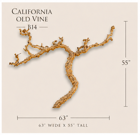 California Old Grapevine B14