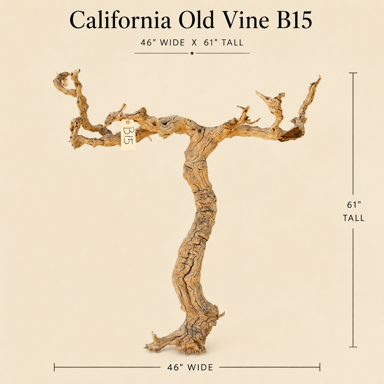 California Old Grapevine B15