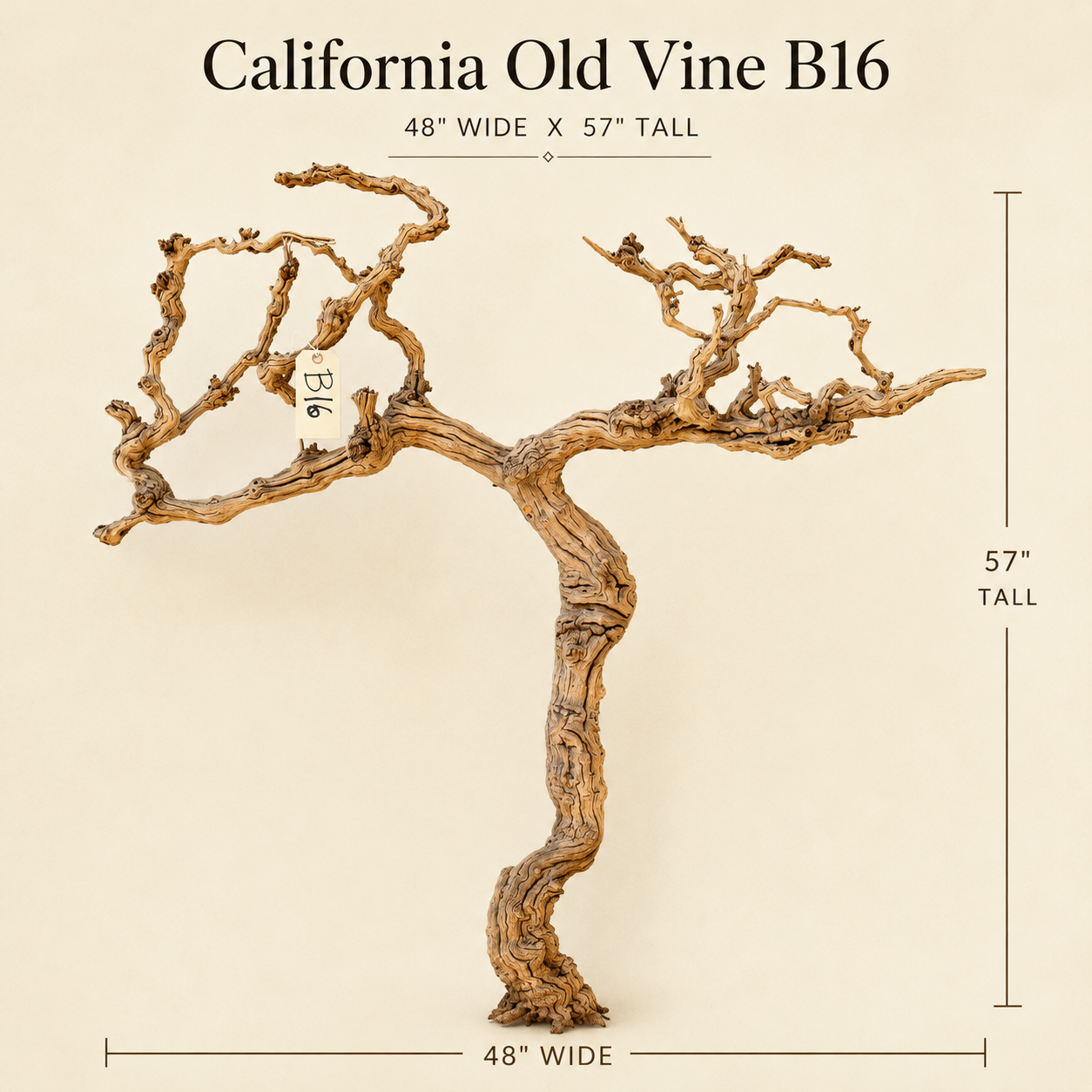 California Old Grapevine B16