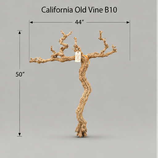 California Old Grapevine B10