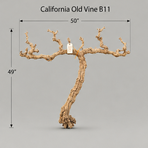 California Old Grapevine B11