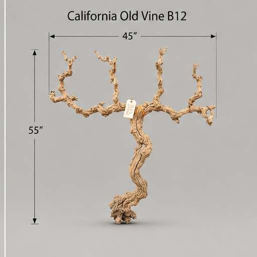 California Old Grapevine B12