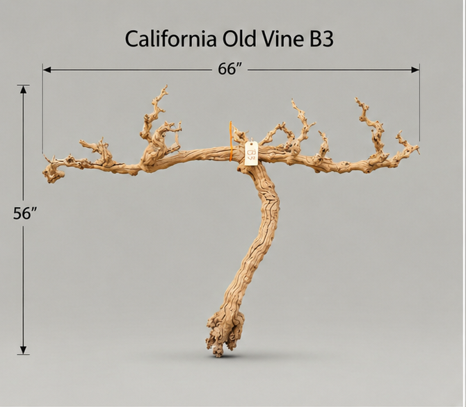 California Old Grapevine B3