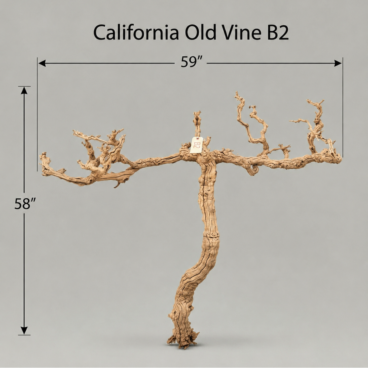 California Old Grapevine B2