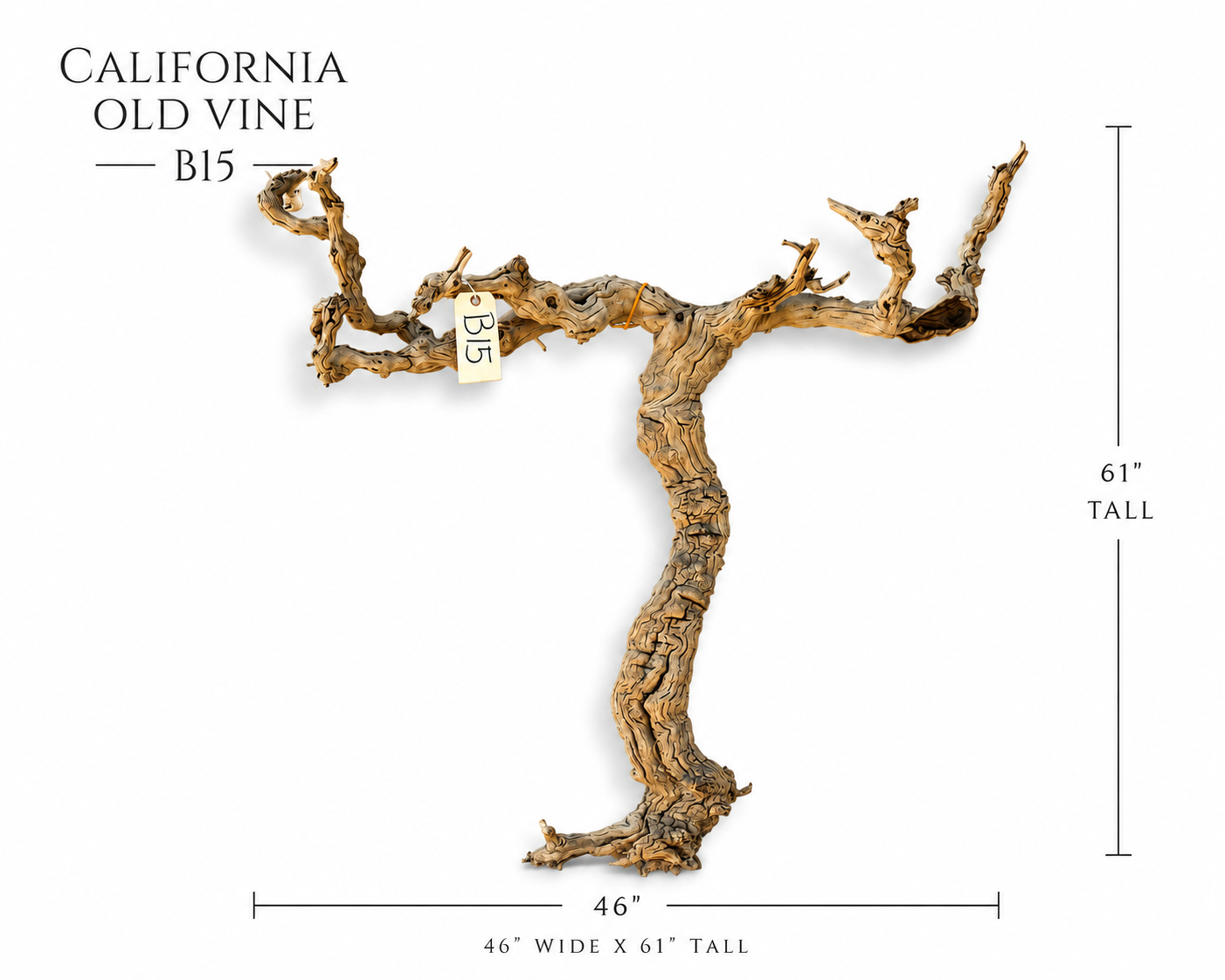 California Old Grapevine B15