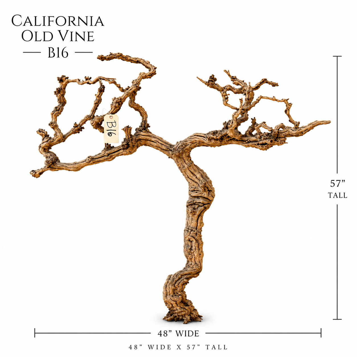 California Old Grapevine B16