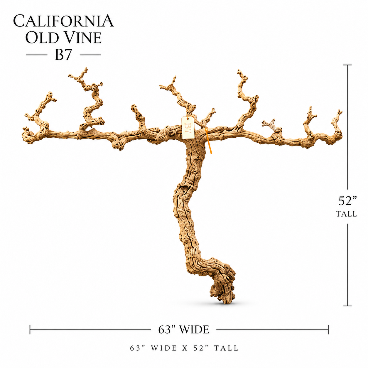 California Old Grapevine B7