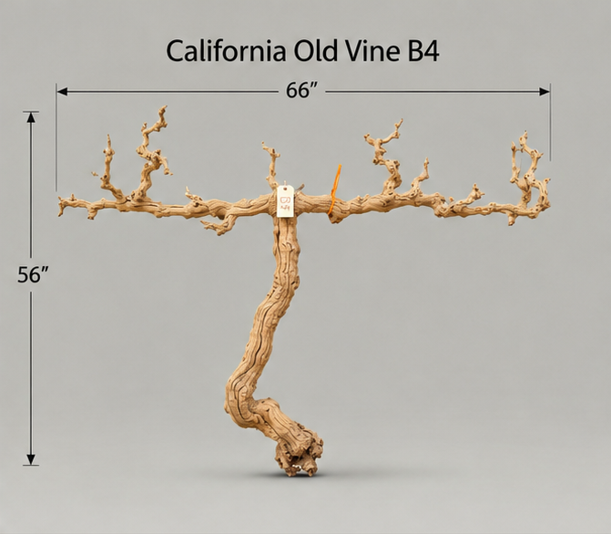 California Old Grapvine B4