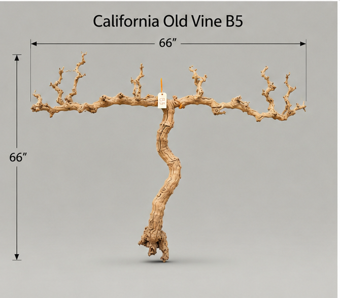 California Old Grapevine B5