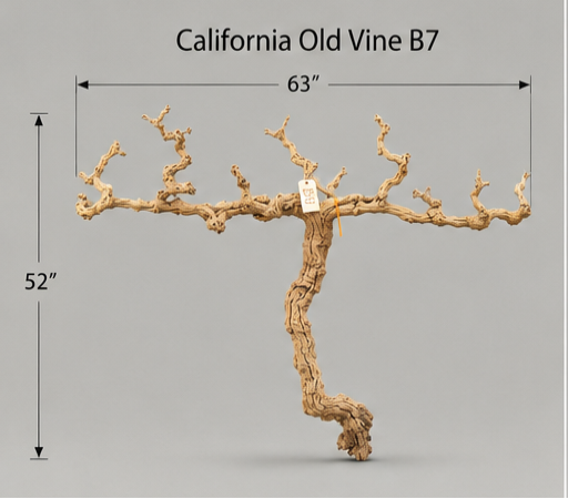 California Old Grapevine B7