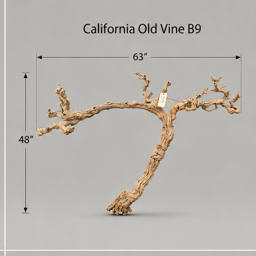California Old Grapevine B9